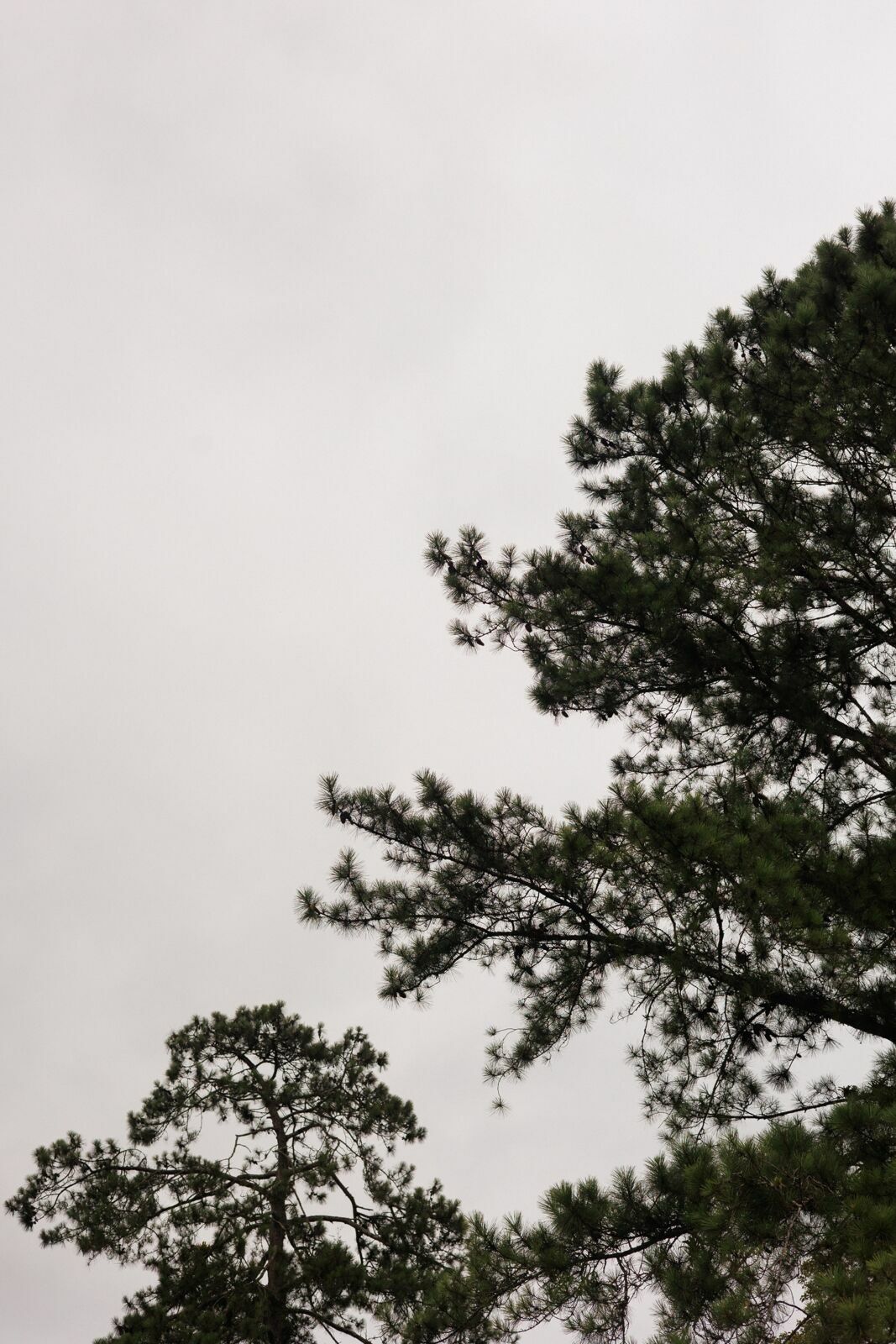 Foto Casamento da Myriã e do Jorge em Joinville - Fotógrafo em Joinville Foto Casamento da Myriã e do Jorge em Joinville - Fotógrafo em Joinville - Imagem 19